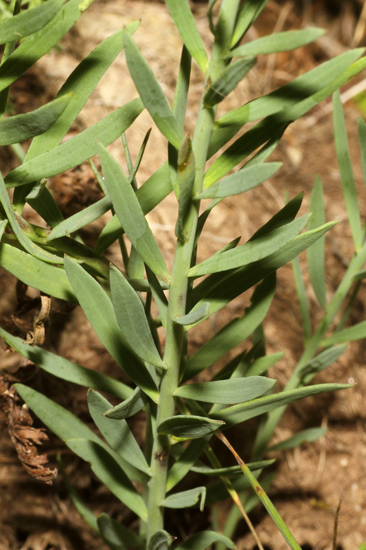 Linaria angustissima / Linajola italica